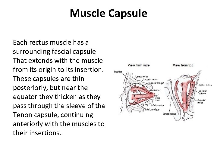 Muscle Capsule Each rectus muscle has a surrounding fascial capsule That extends with the Muscle Capsule Each rectus muscle has a surrounding fascial capsule That extends with the