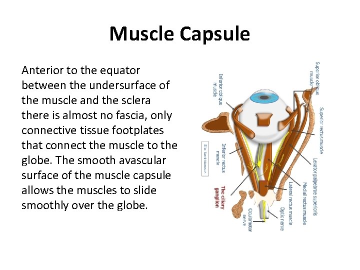 Muscle Capsule Anterior to the equator between the undersurface of the muscle and the Muscle Capsule Anterior to the equator between the undersurface of the muscle and the