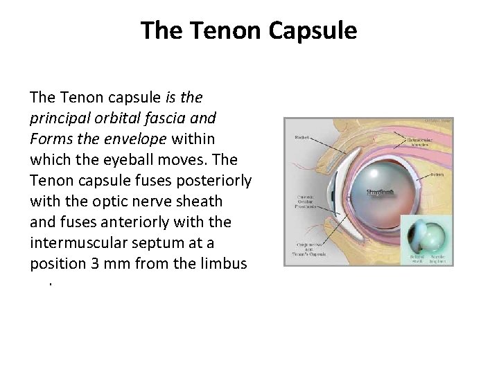 The Tenon Capsule The Tenon capsule is the principal orbital fascia and Forms the The Tenon Capsule The Tenon capsule is the principal orbital fascia and Forms the