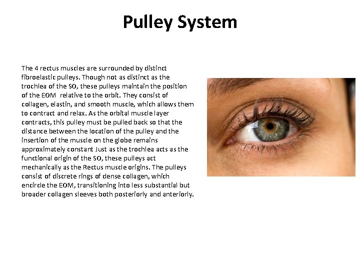 Pulley System The 4 rectus muscles are surrounded by distinct fibroelastic pulleys. Though not Pulley System The 4 rectus muscles are surrounded by distinct fibroelastic pulleys. Though not