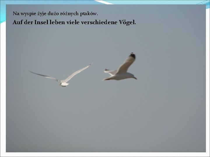Na wyspie żyje dużo różnych ptaków. Auf der Insel leben viele verschiedene Vögel. 