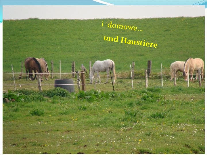 i domowe … und Hau stiere 