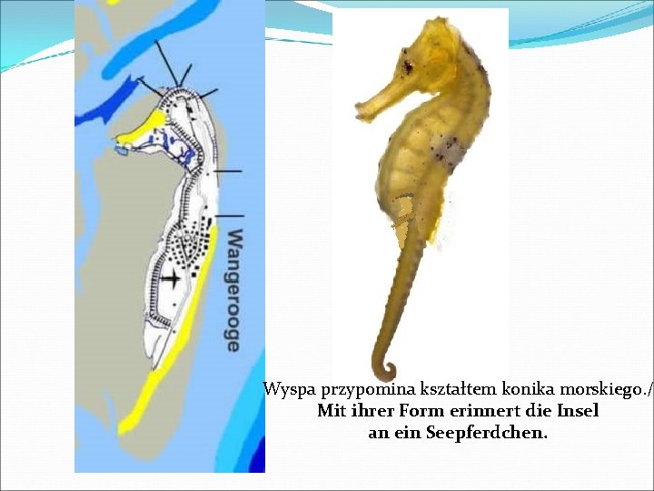 Wyspa przypomina kształtem konika morskiego. / Mit ihrer Form erinnert die Insel an ein