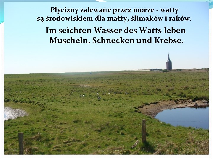 Płycizny zalewane przez morze - watty są środowiskiem dla małży, ślimaków i raków. Im