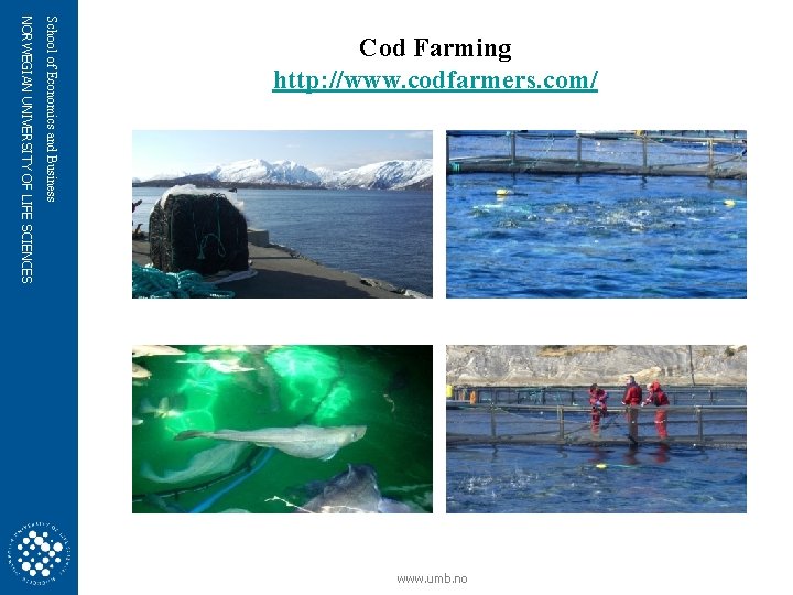 NORWEGIAN UNIVERSITY OF LIFE SCIENCES School of Economics and Business Cod Farming http: //www.