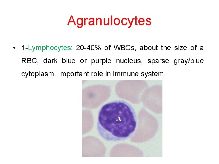 Agranulocytes • 1 -Lymphocytes: 20 -40% of WBCs, about the size of a RBC,