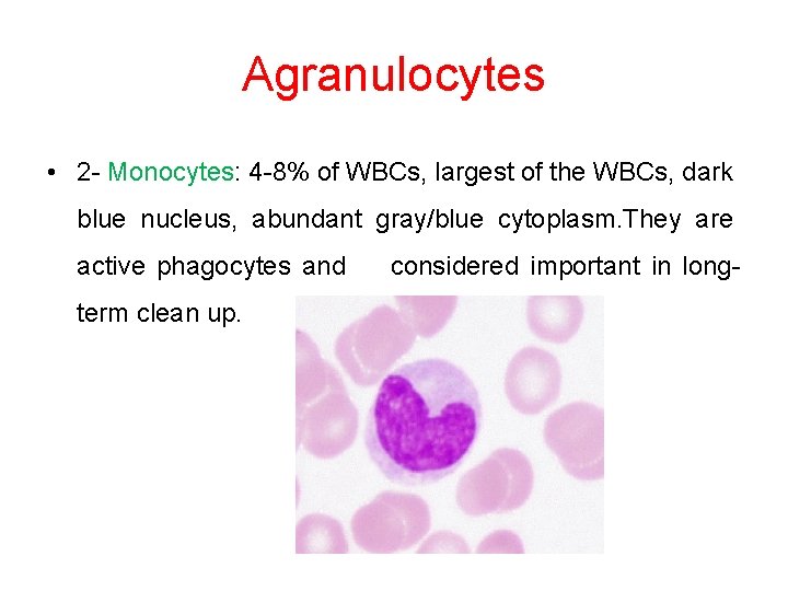 Agranulocytes • 2 - Monocytes: 4 -8% of WBCs, largest of the WBCs, dark