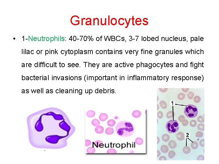 Granulocytes • 1 -Neutrophils: 40 -70% of WBCs, 3 -7 lobed nucleus, pale lilac