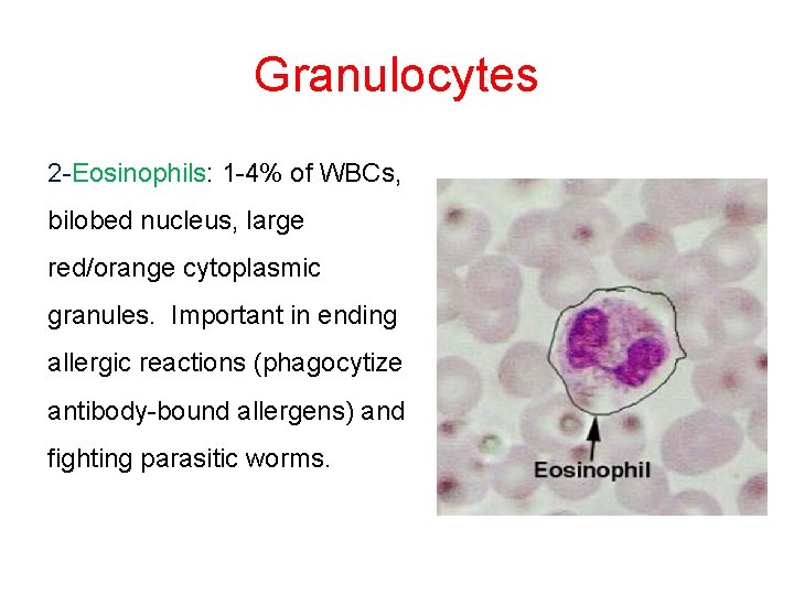Granulocytes 2 -Eosinophils: 1 -4% of WBCs, bilobed nucleus, large red/orange cytoplasmic granules. Important