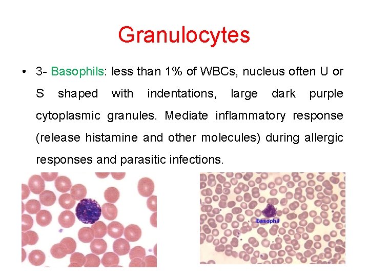 Granulocytes • 3 - Basophils: less than 1% of WBCs, nucleus often U or