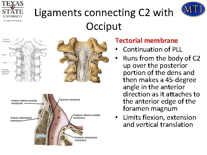 Ligaments connecting C 2 with Occiput Tectorial membrane • Continuation of PLL • Runs