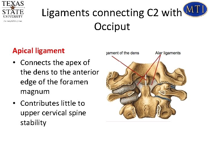 Ligaments connecting C 2 with Occiput Apical ligament • Connects the apex of the