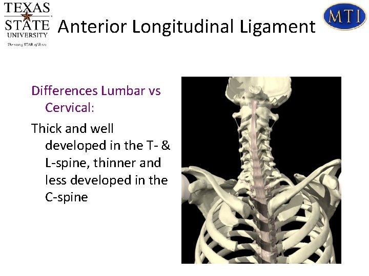 Anterior Longitudinal Ligament Differences Lumbar vs Cervical: Thick and well developed in the T-