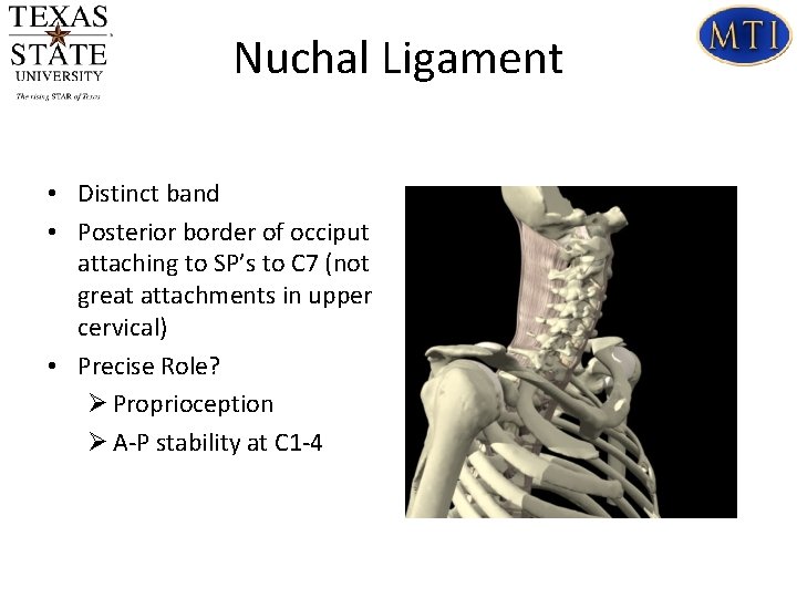 Nuchal Ligament • Distinct band • Posterior border of occiput attaching to SP’s to