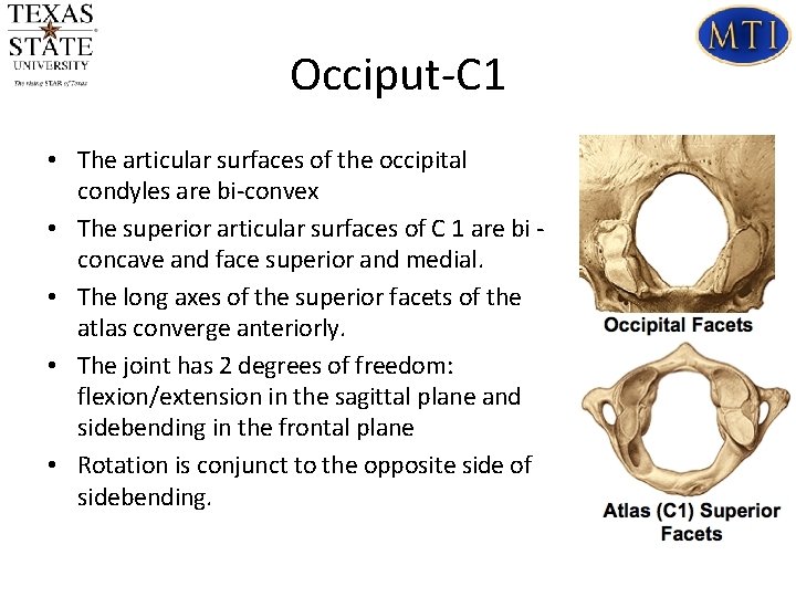 Occiput-C 1 • The articular surfaces of the occipital condyles are bi-convex • The