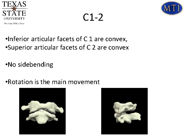  C 1 -2 • Inferior articular facets of C 1 are convex, •