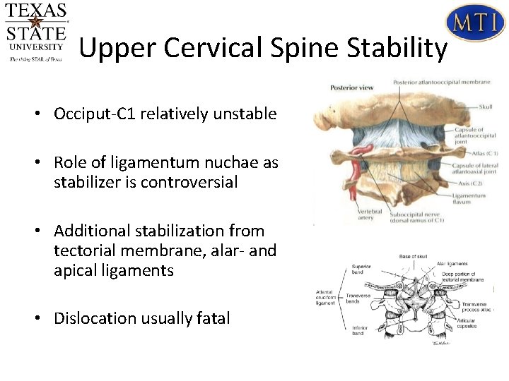 Upper Cervical Spine Stability • Occiput-C 1 relatively unstable • Role of ligamentum nuchae