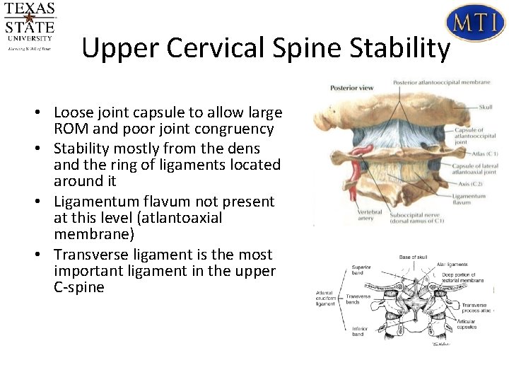 Upper Cervical Spine Stability • Loose joint capsule to allow large ROM and poor