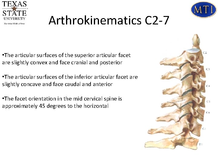 Arthrokinematics C 2 -7 • The articular surfaces of the superior articular facet are