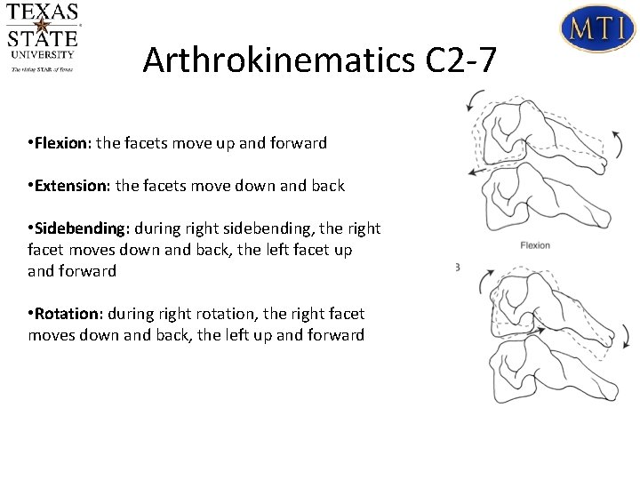 Arthrokinematics C 2 -7 • Flexion: the facets move up and forward • Extension: