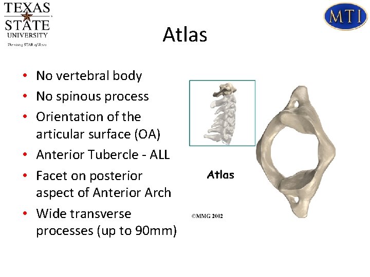 Atlas • No vertebral body • No spinous process • Orientation of the articular