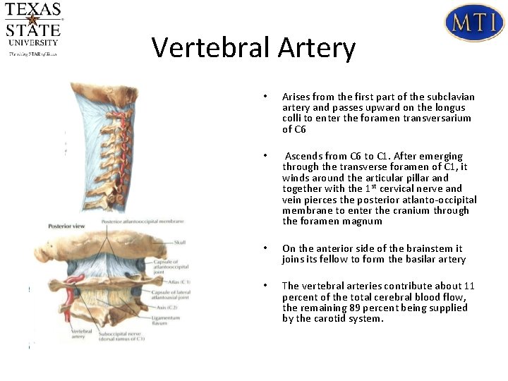 Vertebral Artery • Arises from the first part of the subclavian artery and passes