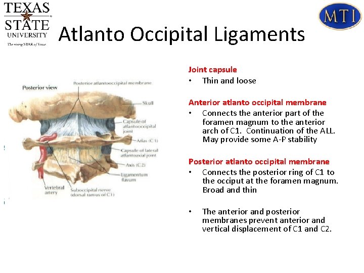 Atlanto Occipital Ligaments Joint capsule • Thin and loose Anterior atlanto occipital membrane •