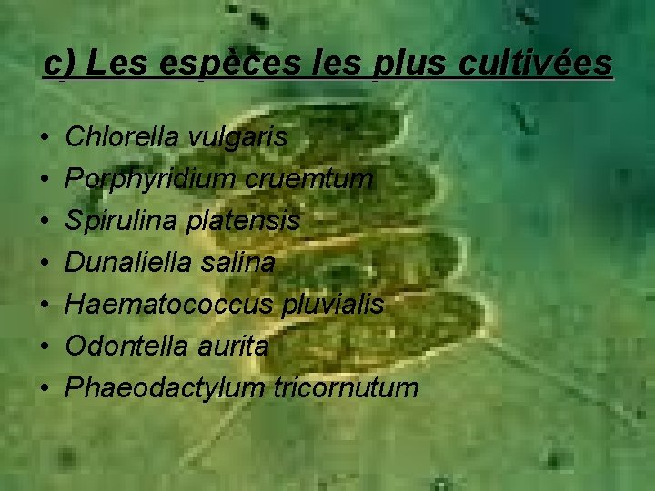 c) Les espèces les plus cultivées • • Chlorella vulgaris Porphyridium cruemtum Spirulina platensis