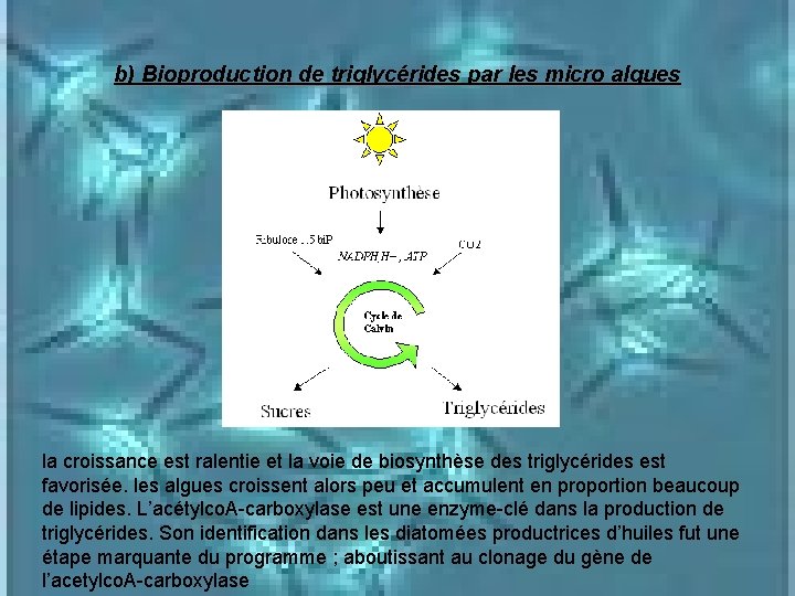 b) Bioproduction de triglycérides par les micro algues la croissance est ralentie et la