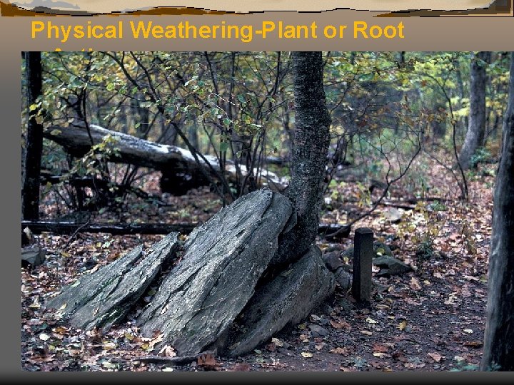 Physical Weathering-Plant or Root Action 