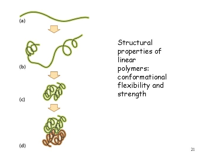 Structural properties of linear polymers: conformational flexibility and strength 21 