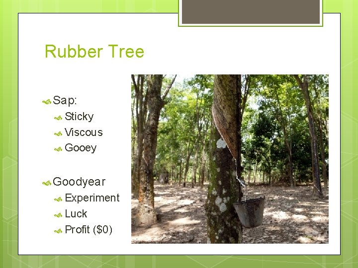 Rubber Tree Sap: Sticky Viscous Gooey Goodyear Experiment Luck Profit ($0) 