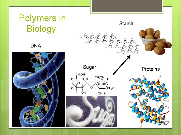 Polymers in Biology Starch DNA Sugar Proteins 