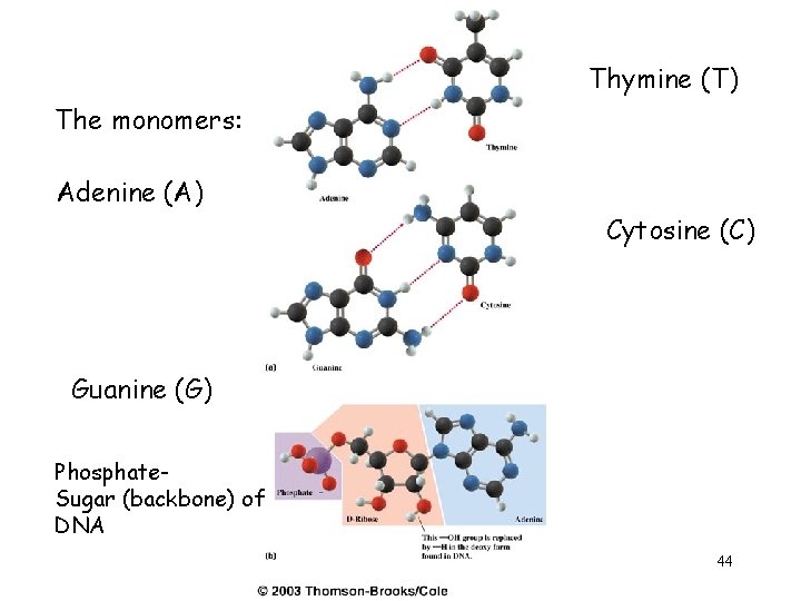 Thymine (T) The monomers: Adenine (A) Cytosine (C) Guanine (G) Phosphate. Sugar (backbone) of