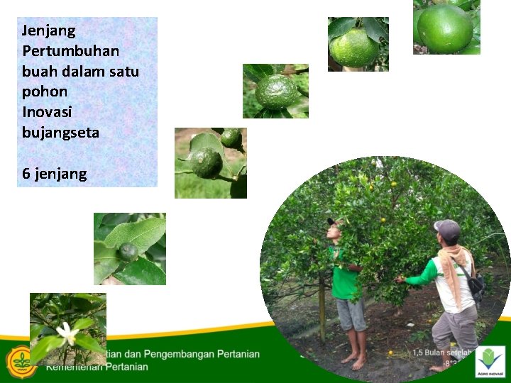 Jenjang Pertumbuhan buah dalam satu pohon Inovasi bujangseta 6 jenjang 