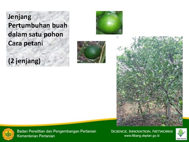 Jenjang Pertumbuhan buah dalam satu pohon Cara petani (2 jenjang) 
