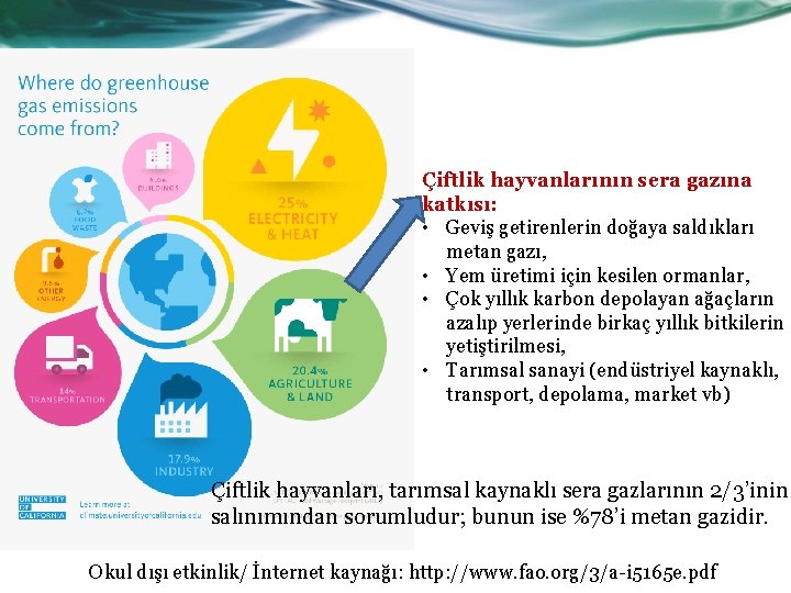 Çiftlik hayvanlarının sera gazına katkısı: • Geviş getirenlerin doğaya saldıkları metan gazı, • Yem