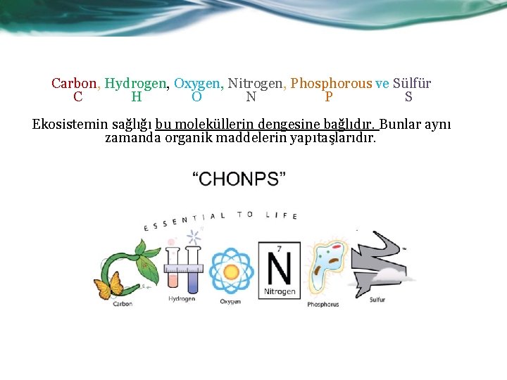 Carbon, Hydrogen, Oxygen, Nitrogen, Phosphorous ve Sülfür C H O N P S Ekosistemin