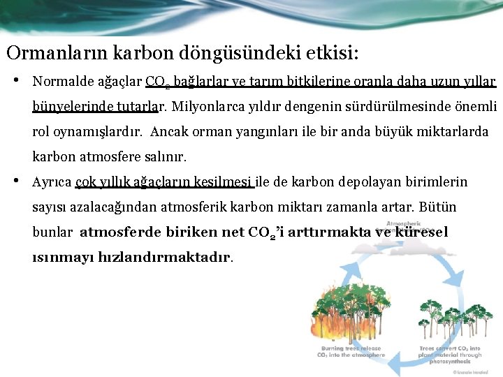 Ormanların karbon döngüsündeki etkisi: • Normalde ağaçlar CO 2 bağlarlar ve tarım bitkilerine oranla