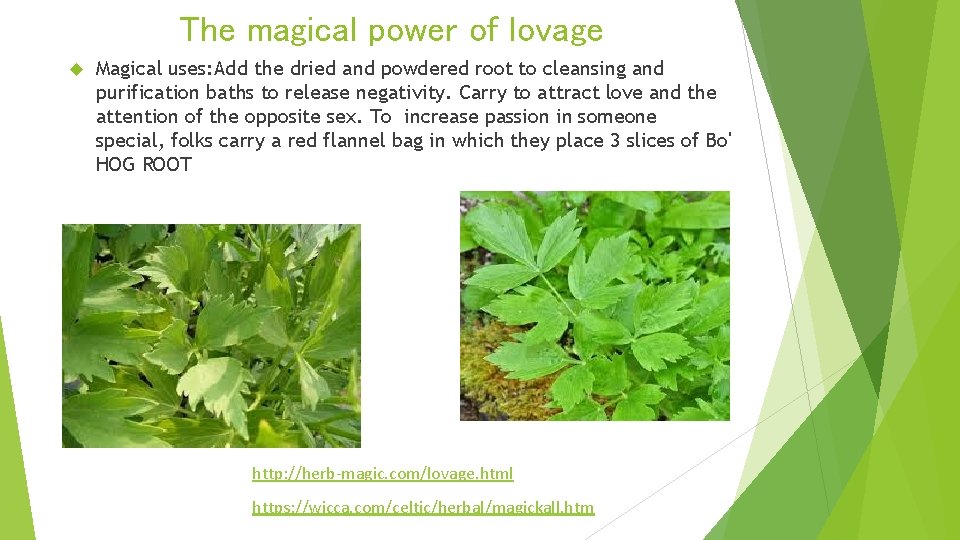 The magical power of lovage Magical uses: Add the dried and powdered root to