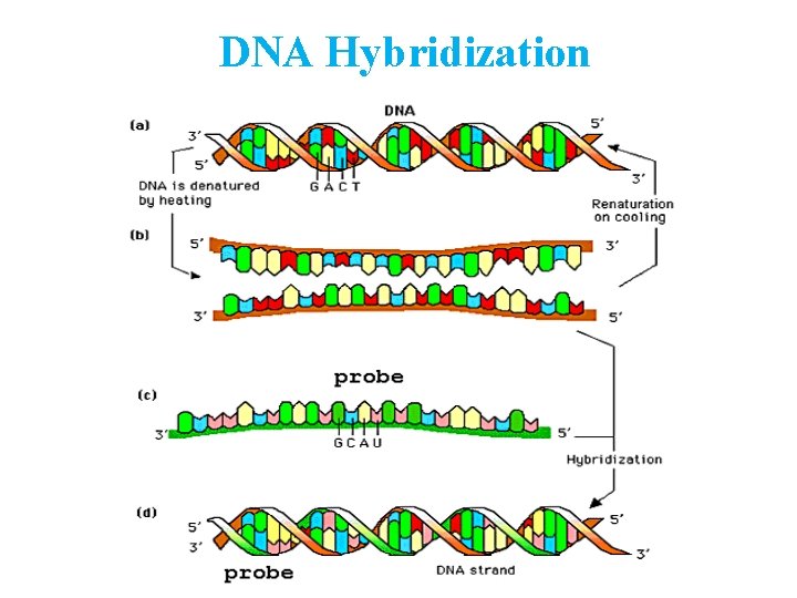 DNA Hybridization 