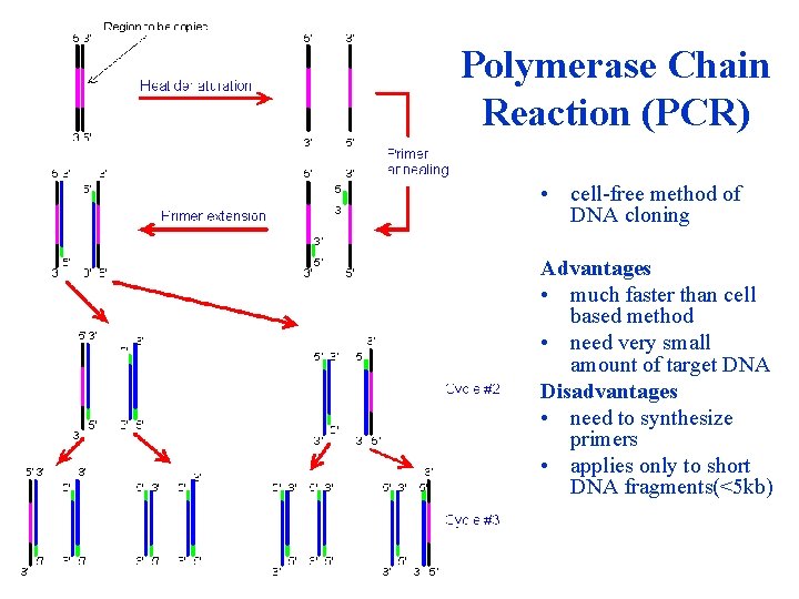 Polymerase Chain Reaction (PCR) • cell-free method of DNA cloning Advantages • much faster