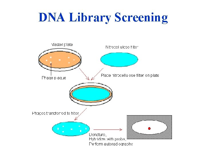 DNA Library Screening 