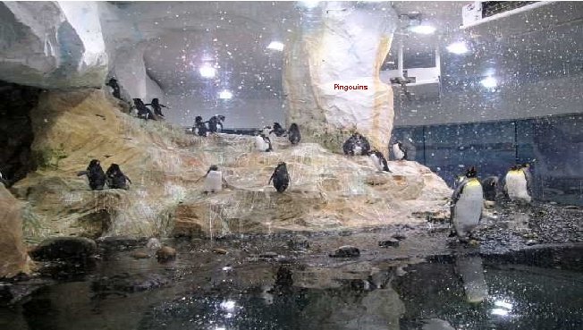 Pingouins 