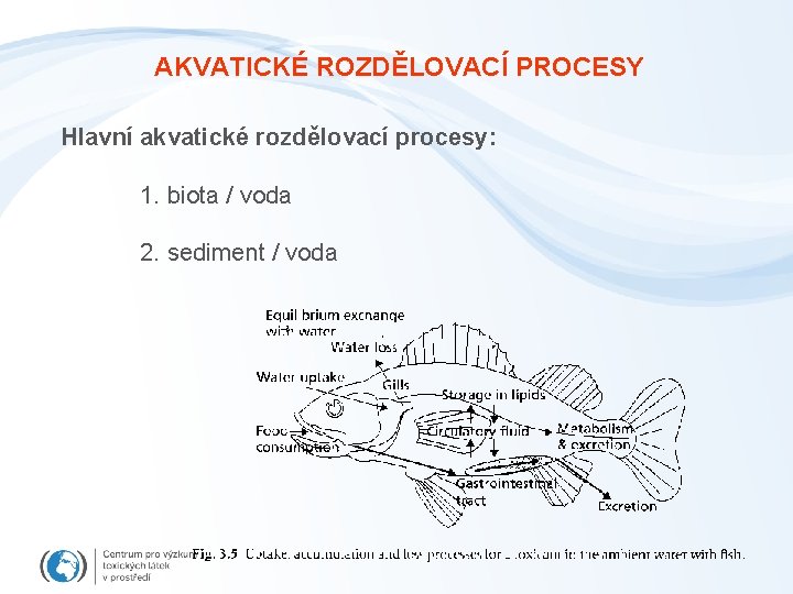 AKVATICKÉ ROZDĚLOVACÍ PROCESY Hlavní akvatické rozdělovací procesy: 1. biota / voda 2. sediment /