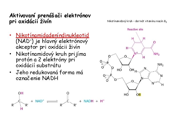 Aktivovaní prenášači elektrónov pri oxidácii živín • Nikotínamidadeníndinukleotid (NAD+) je hlavný elektrónový akceptor pri