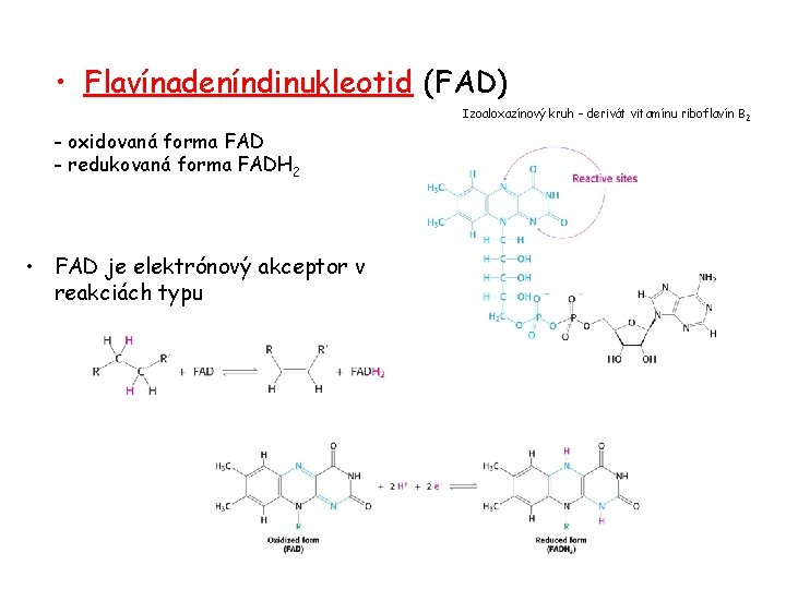  • Flavínadeníndinukleotid (FAD) Izoaloxazínový kruh – derivát vitamínu riboflavín B 2 - oxidovaná