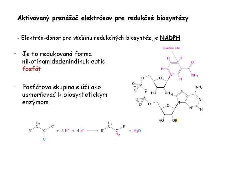 Aktivovaný prenášač elektrónov pre redukčné biosyntézy - Elektrón-donor pre väčšinu redukčných biosyntéz je NADPH