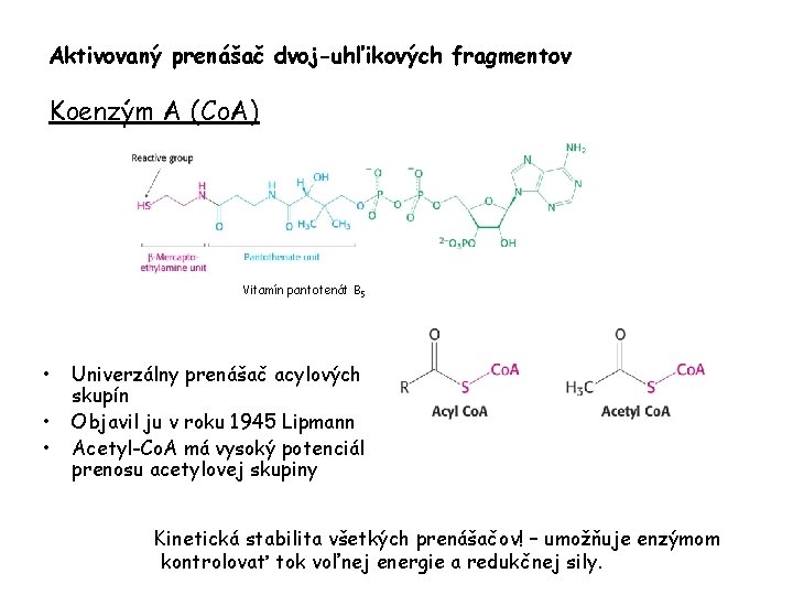 Aktivovaný prenášač dvoj-uhľikových fragmentov Koenzým A (Co. A) Vitamín pantotenát B 5 • •