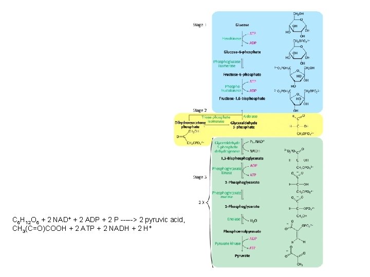 C 6 H 12 O 6 + 2 NAD+ + 2 ADP + 2